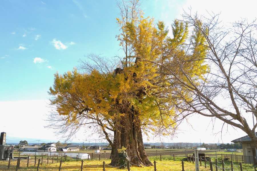 山鹿市文化財データベース
